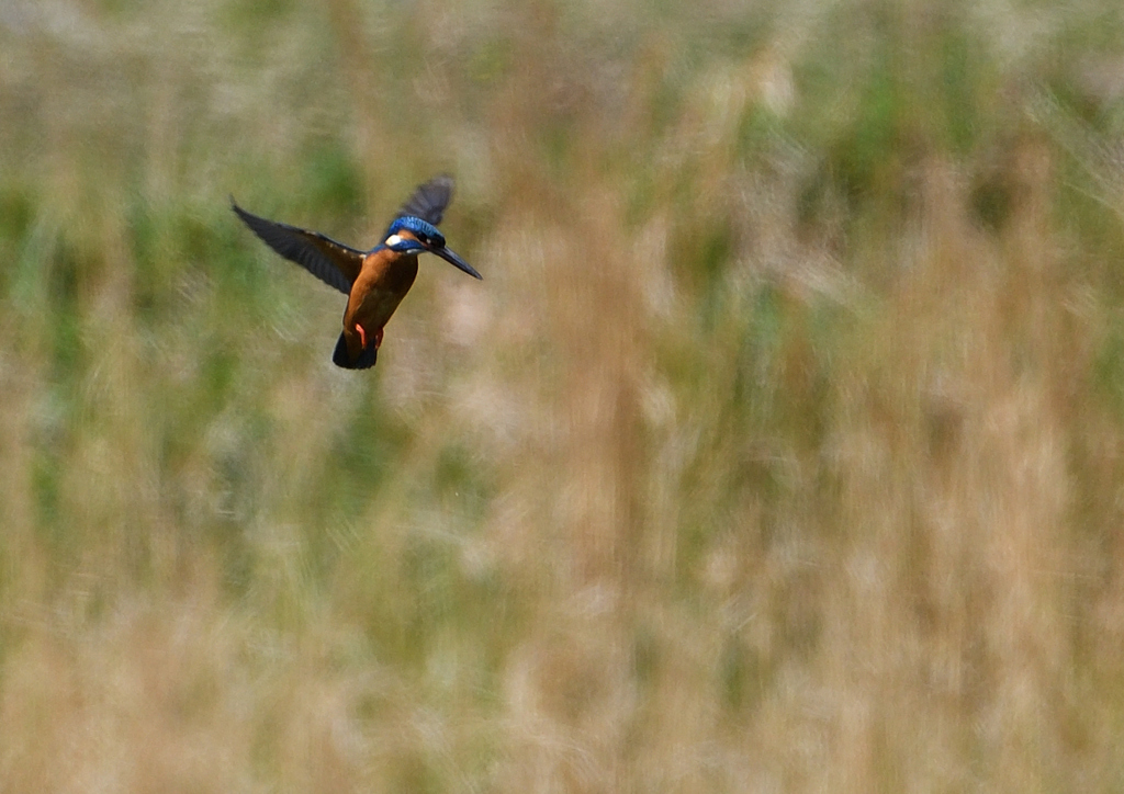 ホバ　４/２０❺