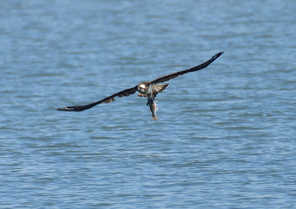 ミサゴ　１０/１２❷