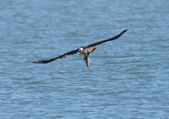 ミサゴ　１０/１２❷