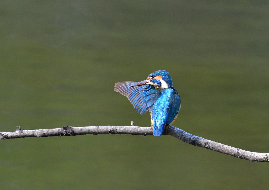 羽繕い　４/２７