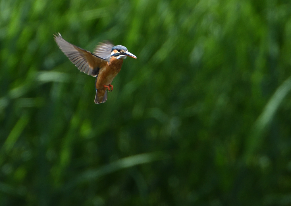 ホバ　５/２０⓫