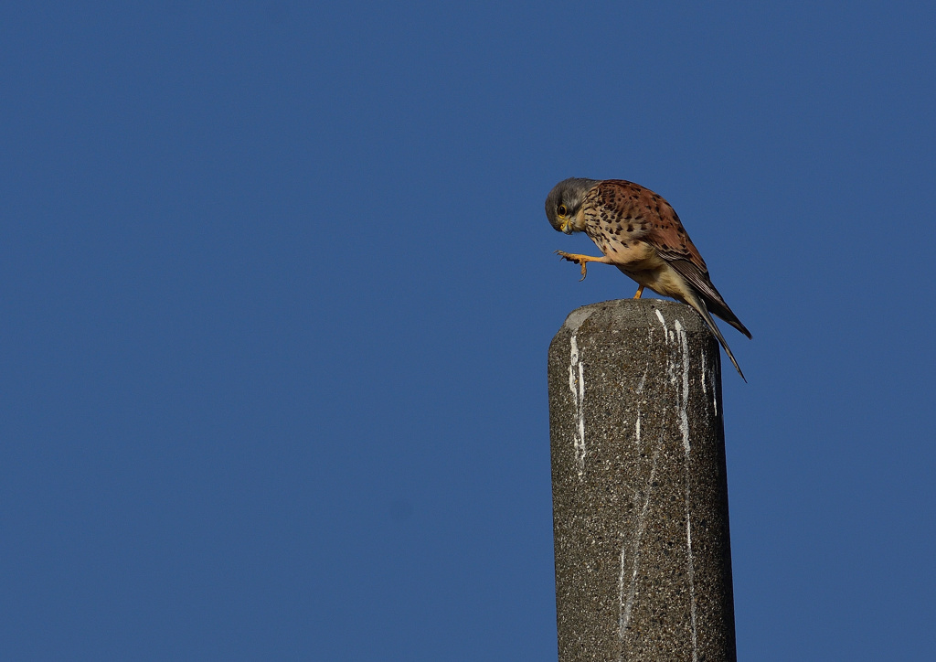 オスのチョウゲンボウ　１２/２３❷