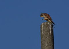 オスのチョウゲンボウ　１２/２３❷