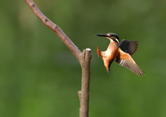 止まり木　７/２８②