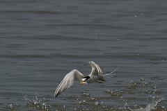 コアジサシ　５/８❷