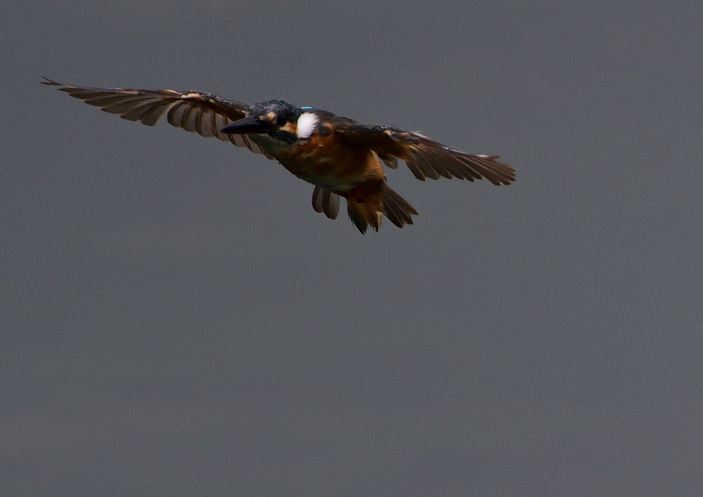止まり木へ・・・　８/２０❶