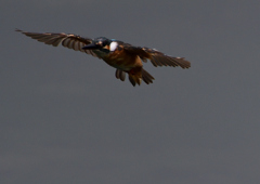 止まり木へ・・・　８/２０❶