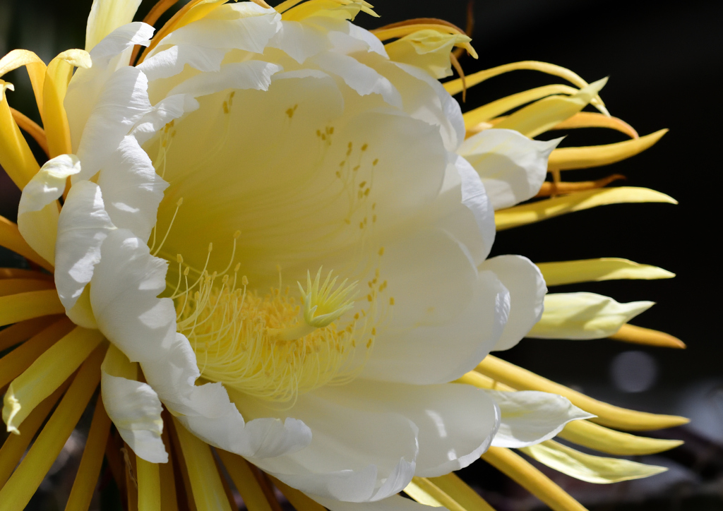 ナイト・ドリーム　６/１５