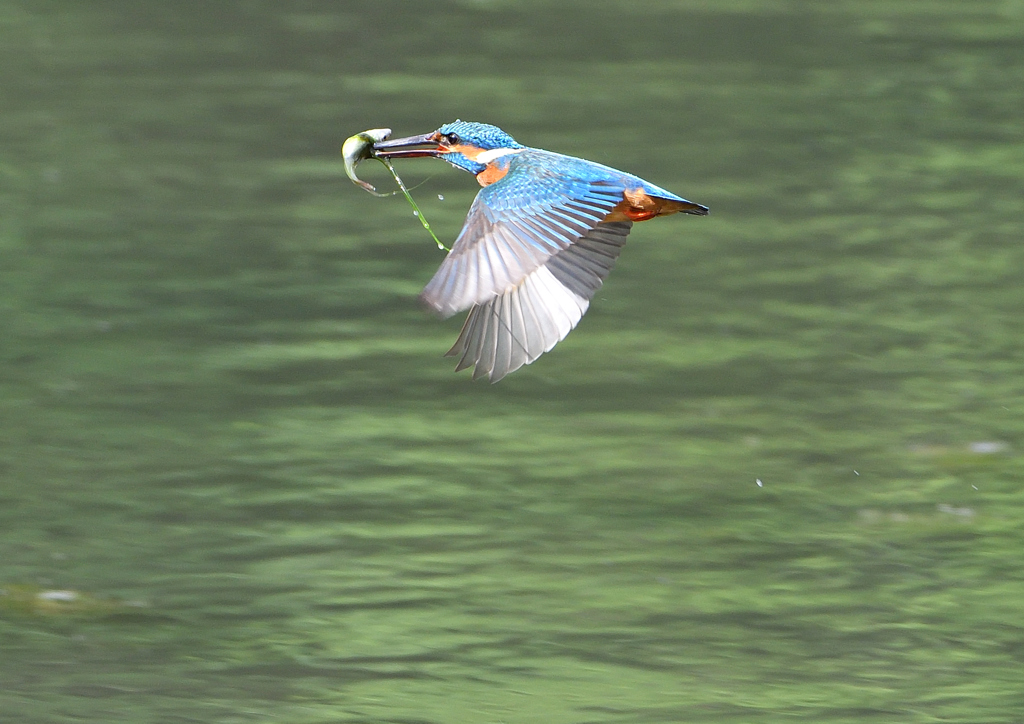 魚を・・・・　５/６❷