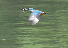 魚を・・・・　５/６❷