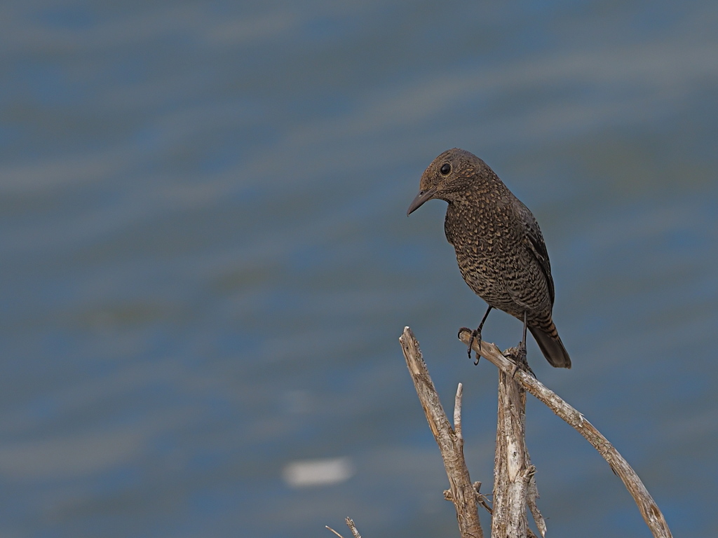 イソヒヨドリ♀　１０/１０