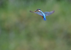 ホバ　５/２０⓭