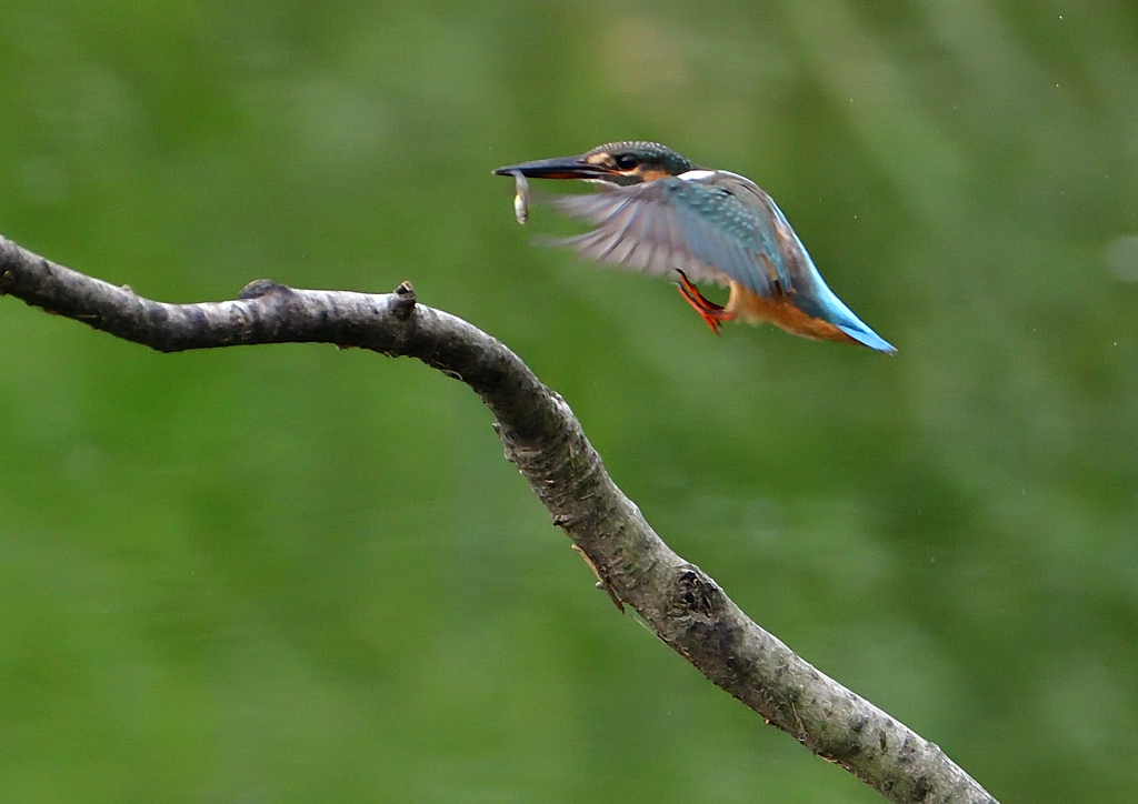 止まり木　７/２８➂