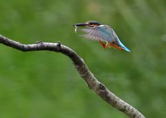 止まり木　７/２８➂