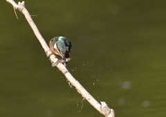 幼鳥、奮闘する　６/１４❹