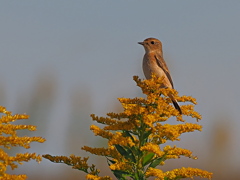 ノビタキ　１０/２７❷