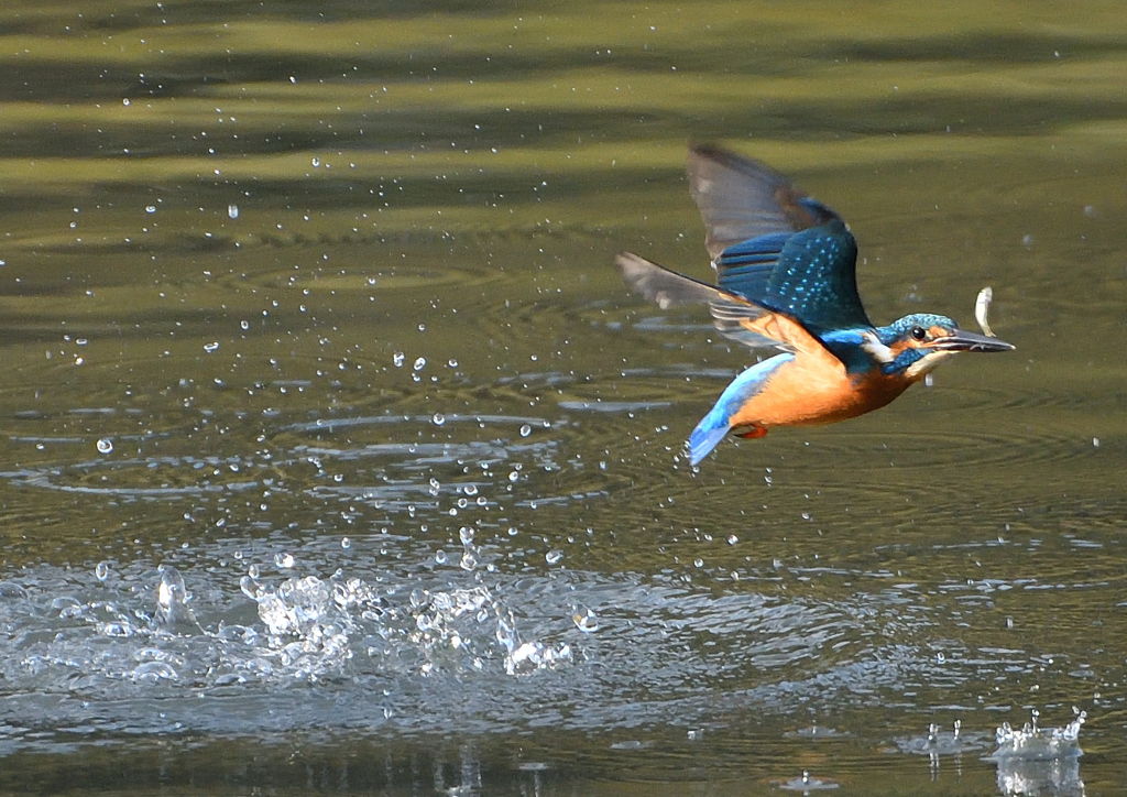 _191102_080341 DSC_8725