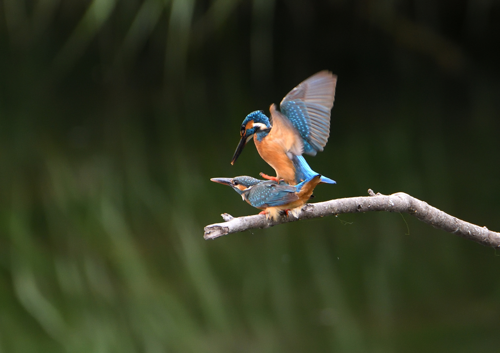 今日のカワセミ⓬