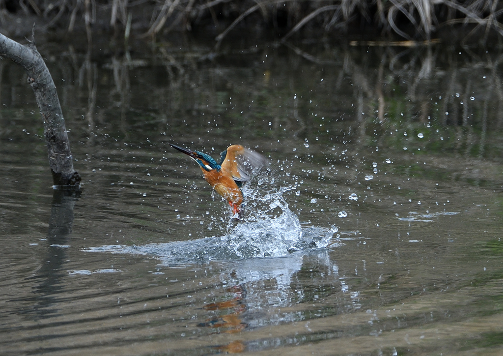 _190317_091950 DSC_7997