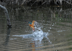 _190317_091950 DSC_7997