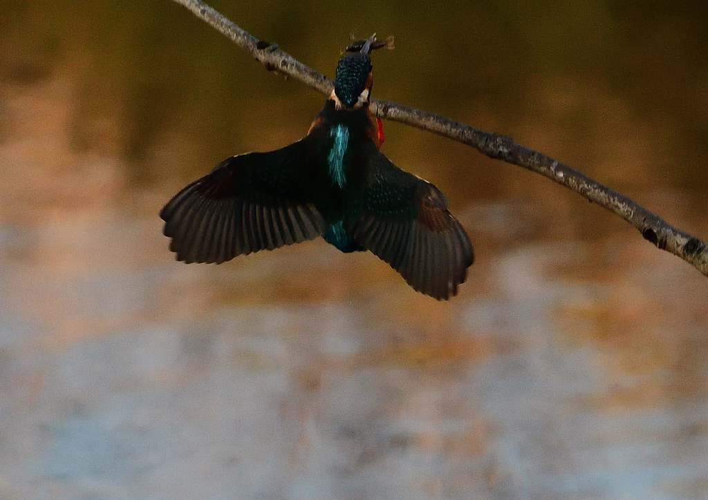 ザリガニを・・・❸