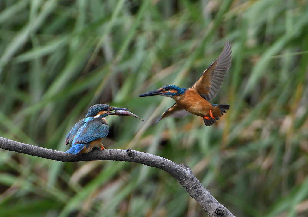 給餌が終わり・・・　７/８