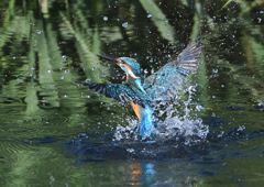 水飛沫　１０/１５❶