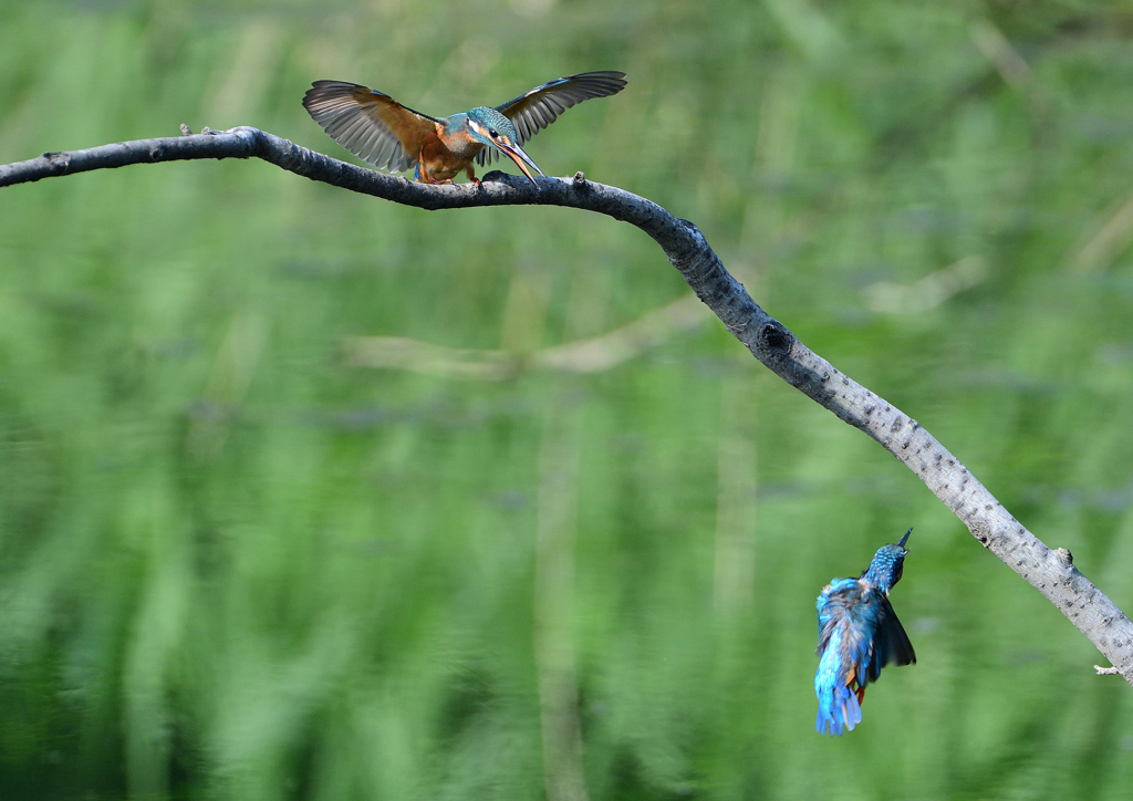 2羽のカワセミ　８/１９❹