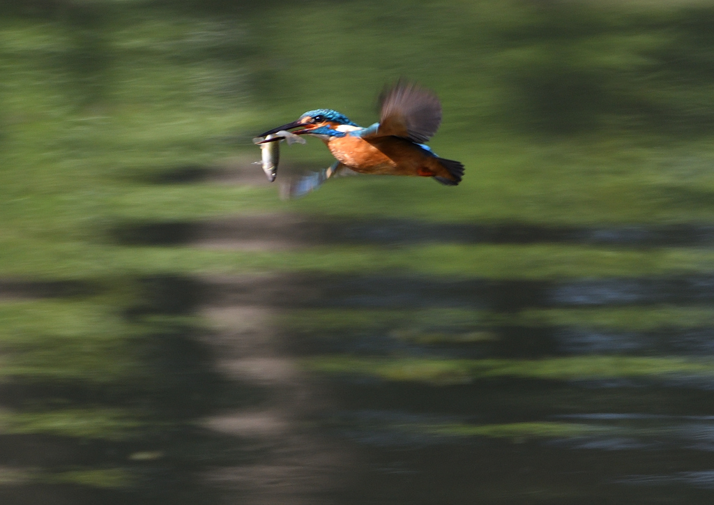 魚を・・・・　５/４❺