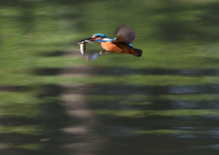 魚を・・・・　５/４❺