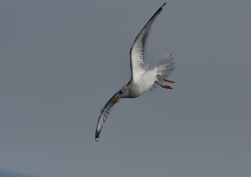 セグロカモメ　２/１２