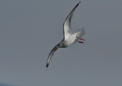 セグロカモメ　２/１２