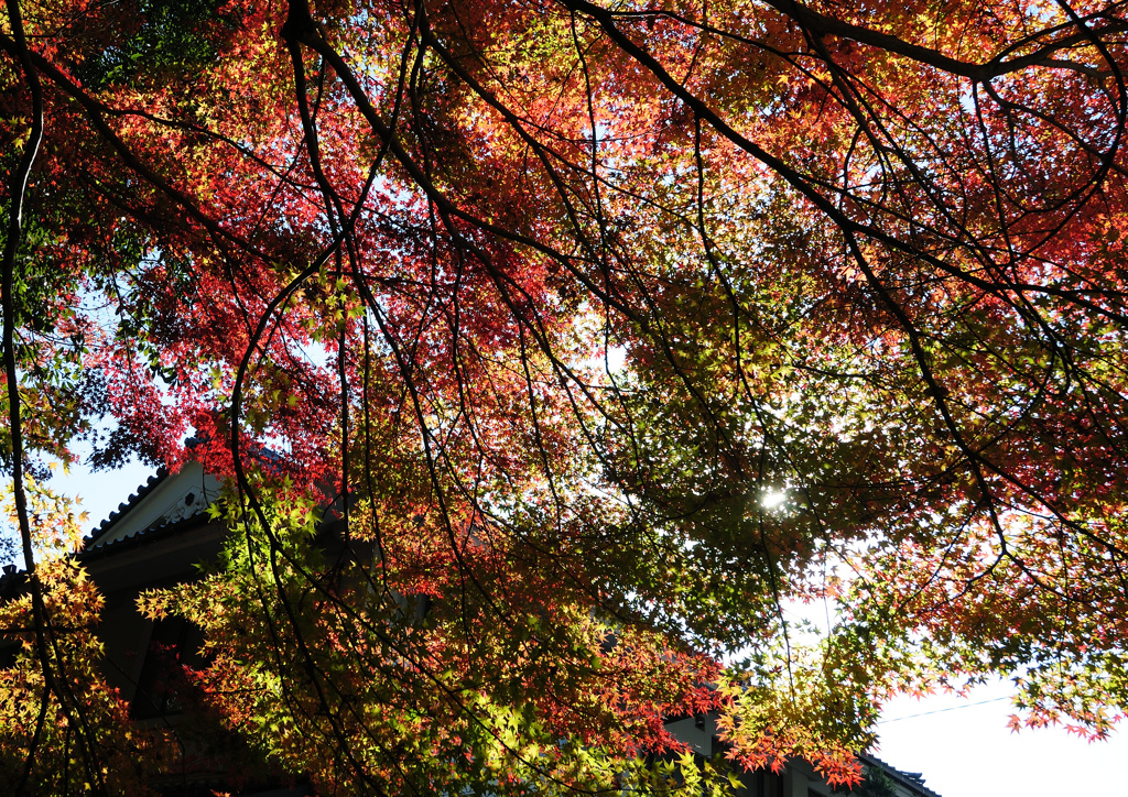 永保寺の紅葉　１２/１❺