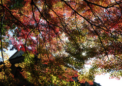 永保寺の紅葉 12/1❺ 永保寺の紅葉 12/1❺