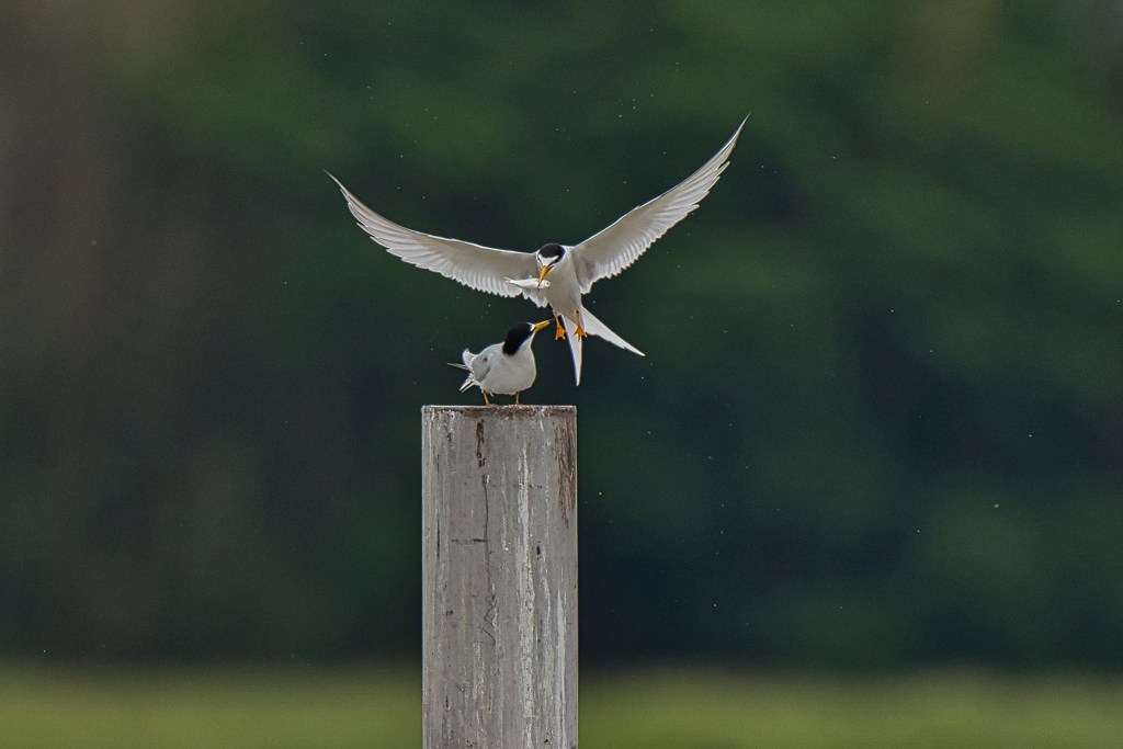 コアジサシ　５/２２❷