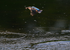 飛翔　８/１９❸