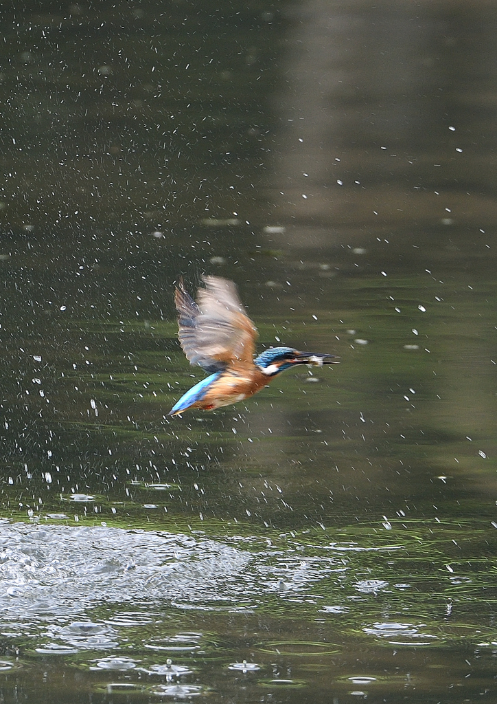 水飛沫　８/２９❶