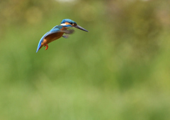 ホバ　４/１９❸