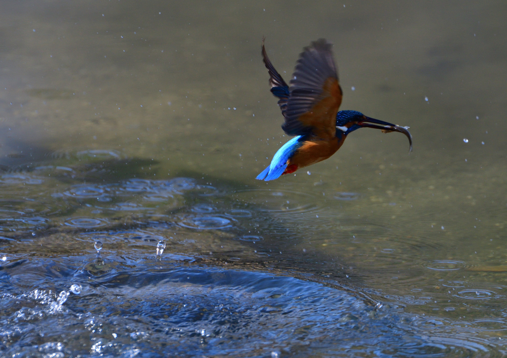 ダイブ　３/１７❶