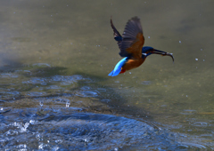 ダイブ　３/１７❶