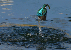 いつもの公園　６/５❺