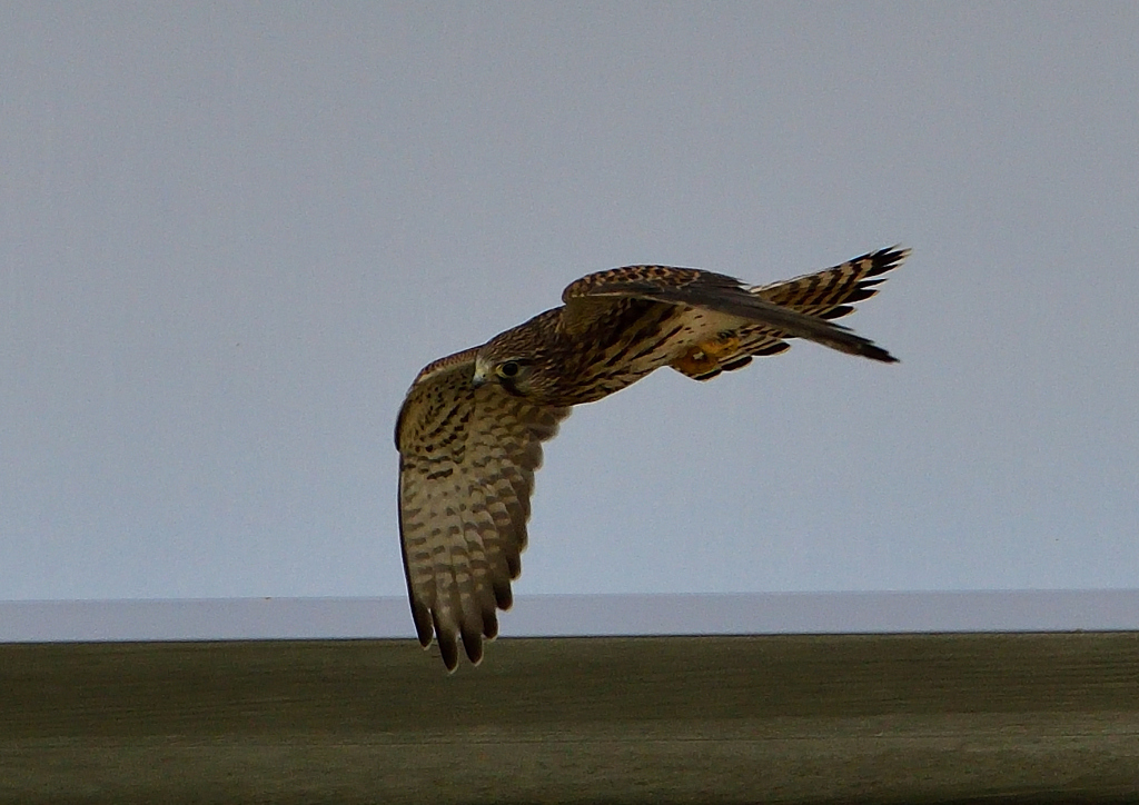 チョウゲンボウ　６/９❽