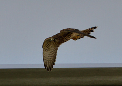 チョウゲンボウ　６/９❽