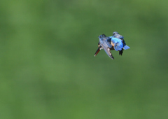 成鳥の雌・ホバる　９/１０❸