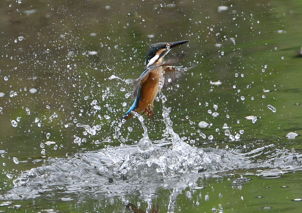 若鳥ダイブ　７/９❸