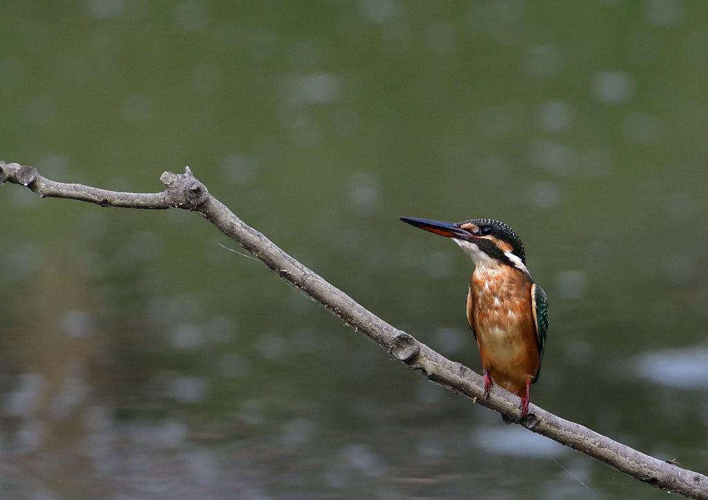 止まり木　８/６❶