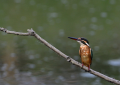 止まり木　８/６❶