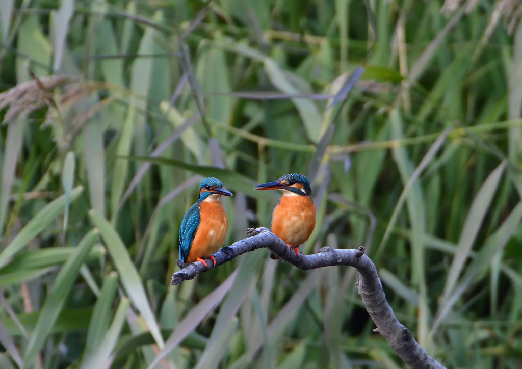 オスとメス　１２/９❷