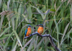 オスとメス　１２/９❷