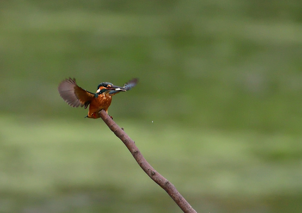 いつもの公園　７/２１②